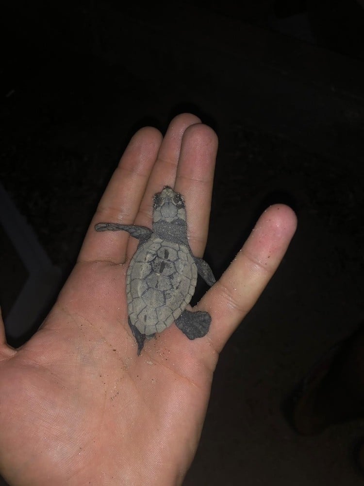 Sahilde birdenbire ortaya çıkan yavru caretta carettalar şaşırttı 