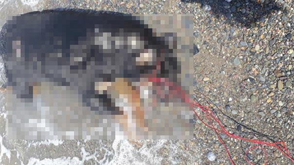 Zonguldak sahilde, boğazı iple bağlanmış köpek ölüsü bulundu