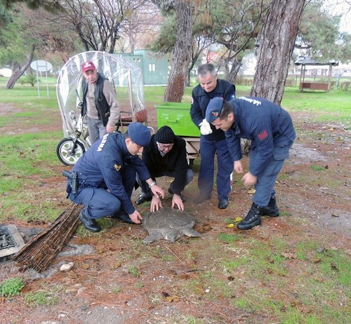 Sahilde bulunan yaralı Nil kaplumbağası tedavi altına alındı 