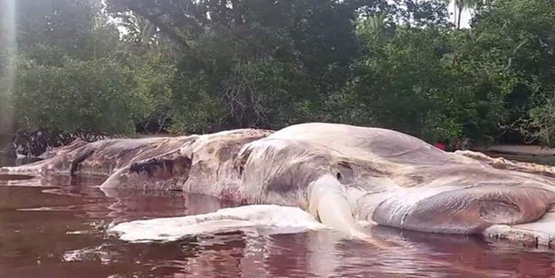 Sahilde görülen dev yaratık halkı şoke etti, ordu alarma geçti