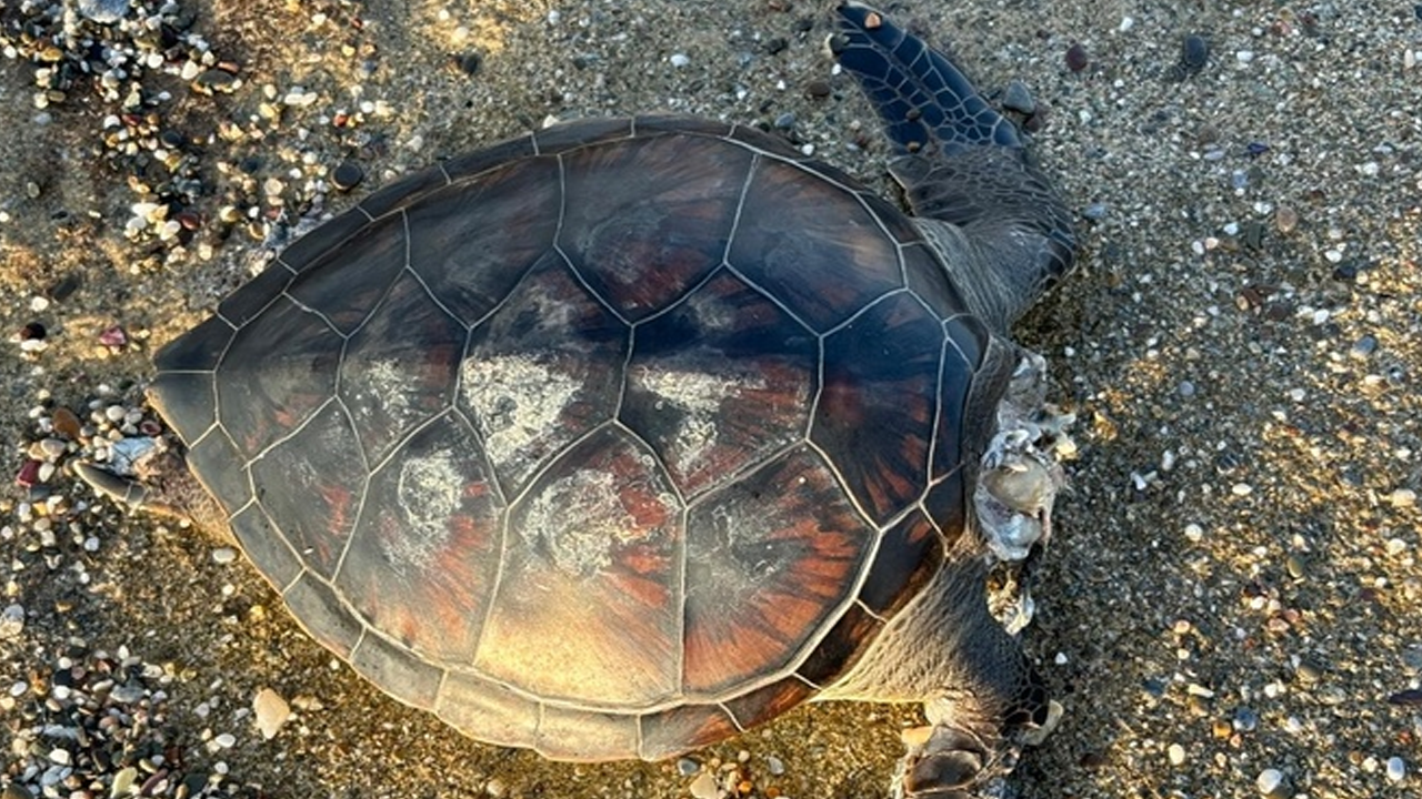 Sahilde kafası koparılmış caretta caretta bulundu!