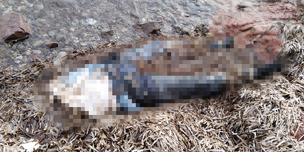 Sahilde korkunç manzara! Belden yukarısı olmayan kadın cesedi bulundu