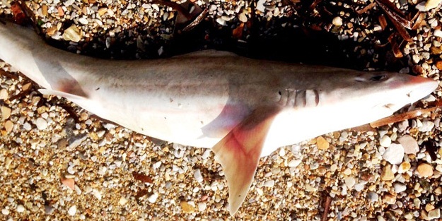 Sahilde köpek balığı bulundu!