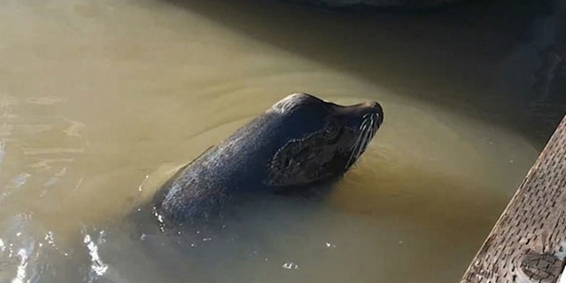 Sahilde oturan kızı bir anda suya çekti