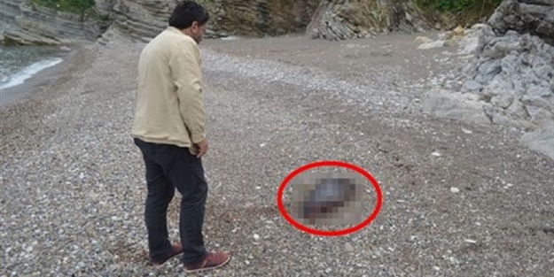 Sahilde parçalanmış halde bulunan balık görenleri şoke etti