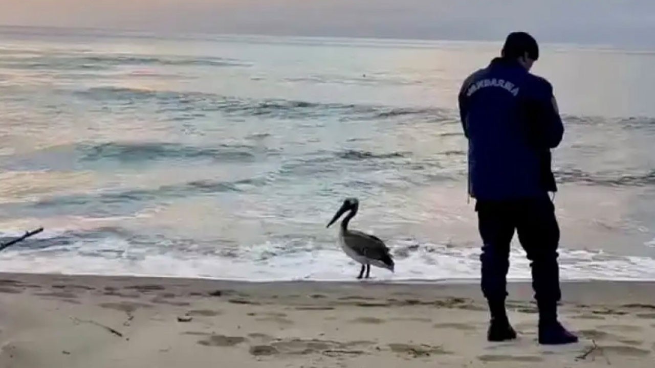 Sahilde şaşırtan misafir! Yönünü şaşıran pelikan incelemeye alındı