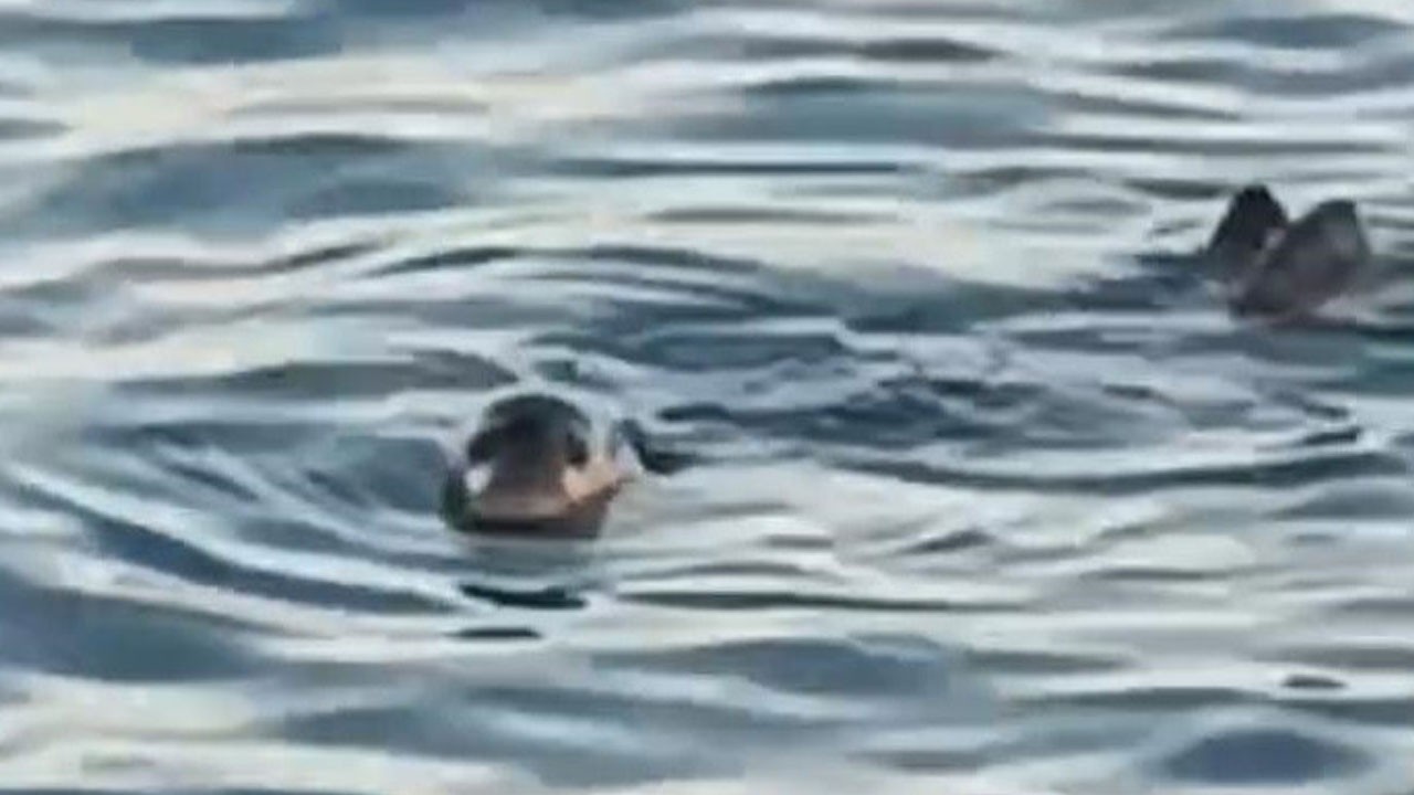 Sahilde sürpriz karşılaşma! Mersin'de kameraya takıldı