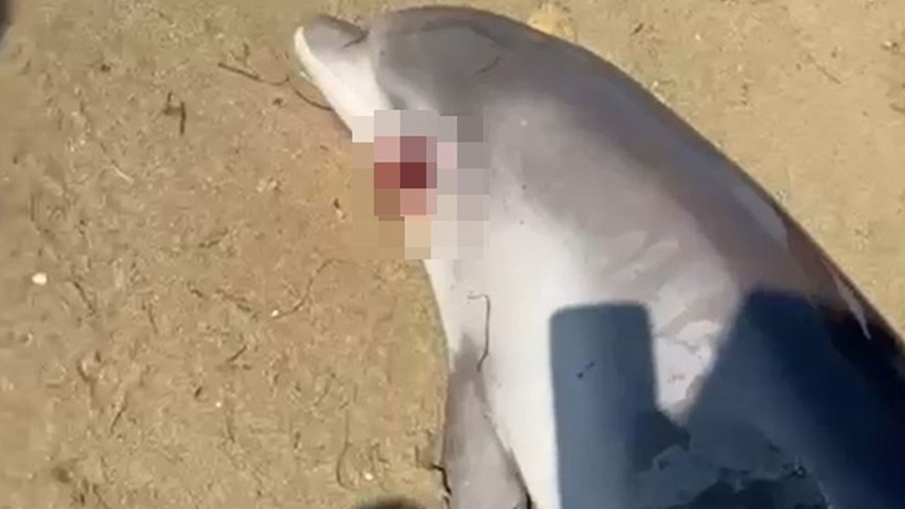 Sahile acı manzara! Ölü yunus kıyıya vurdu