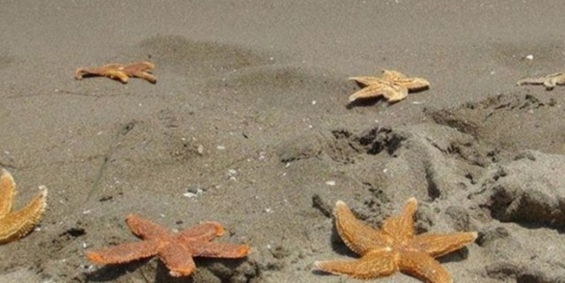 Sahile inenler gördükleri karşısında hayrete düştü!