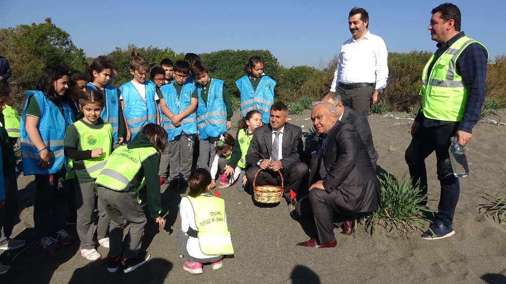Sahile nesli tehlikede olan kum zambağı ekildi 