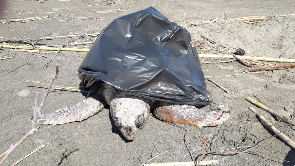Sahile ölü Caretta caretta vurdu 