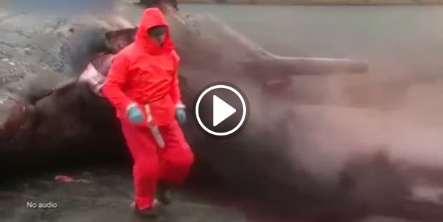 Sahile vuran balina bir anda patladı!