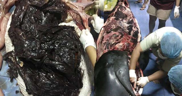 Sahile vuran balinanın midesinden çıkanlar şok etti