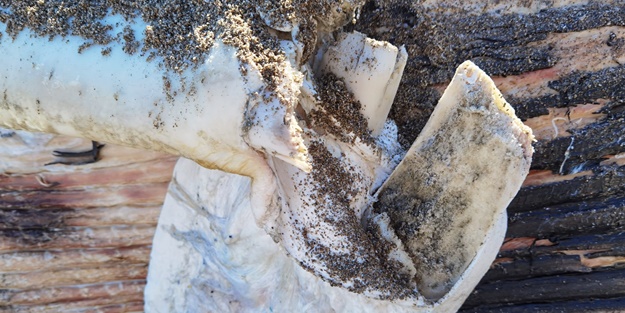 Sahile vuran balinanın nekropsi işlemleri tamamlandı