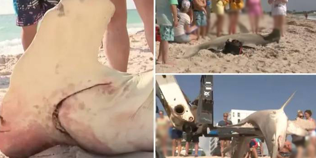 Sahile vuran ölü köpek balığının karnından çıkanlar dehşete düşürdü!