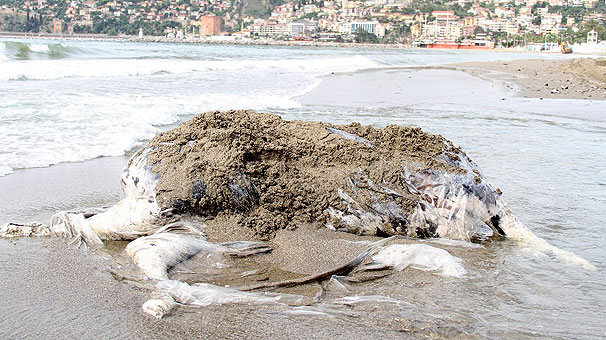 Antalya'da sahile vurdu! Görenler şaşkına döndü