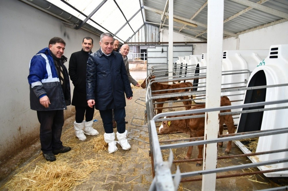 Şahin, 