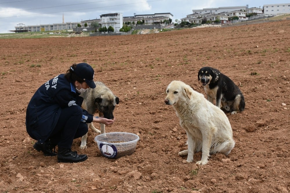 Şahinbey Belediyesi sokağa çıkma yasağında sokak hayvanlarını unutmadı 