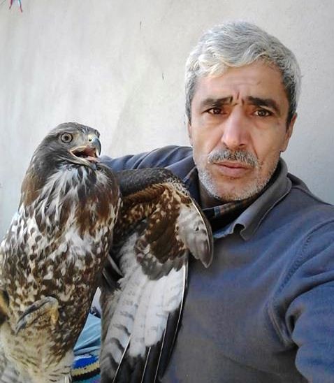 Şahini önce besledi sonra doğaya saldı 