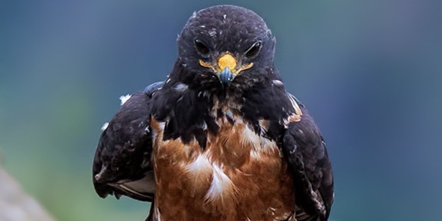 Şahinin karizması interneti salladı