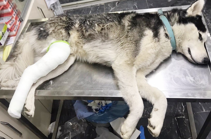 Sahip çıktığı sokak köpeğinin tedavisini de üstlendi 