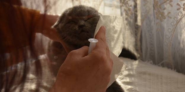 Sahiplendiği kediyi darbeden kişiye idari para cezası