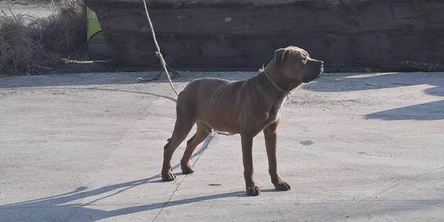 Sahipleri tarafından sokaklara terk edilen pitbullar tehlike saçıyor!