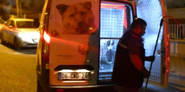 Sahipli bir köpek, polis ve bekçiyi hafif yaralandı