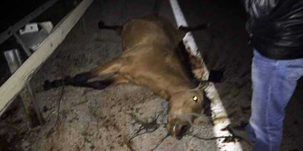 Sahipsiz ata otomobil çarptı