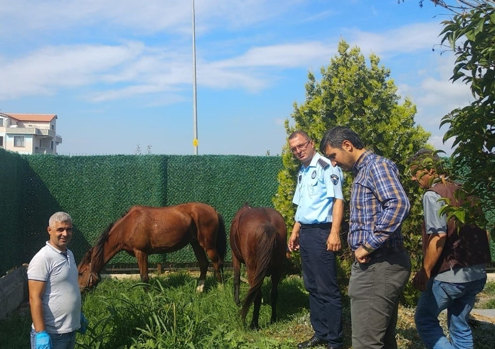 Sahipsiz atlar belediye korumasında 