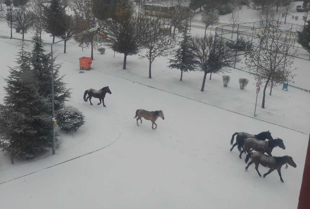 Sahipsiz atlar çöplüklerde 