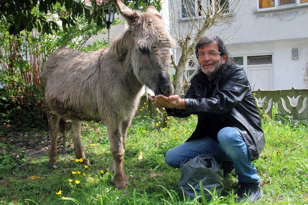 Sahipsiz eşeğe belediye sahip çıktı 