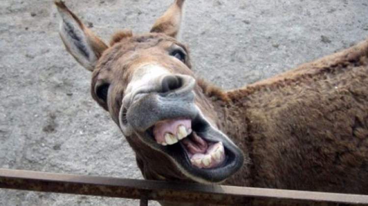 Sahipsiz eşek 3 çocuğu hastanelik etti!