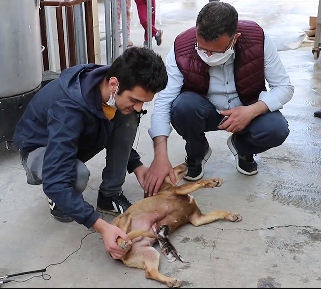 Sahipsiz kalan kedi yavrusunu köpek emziriyor 