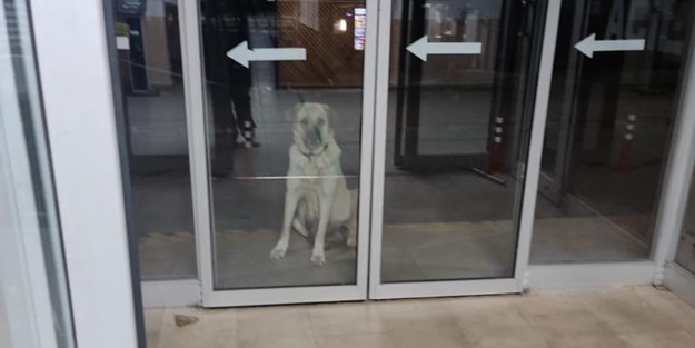 Sahipsiz köpek, kapısında beklediği klinikte hasta yavrusunu emzirdi