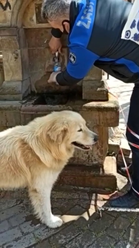 Sahipsiz köpek suyunu zabıta elinden içti 