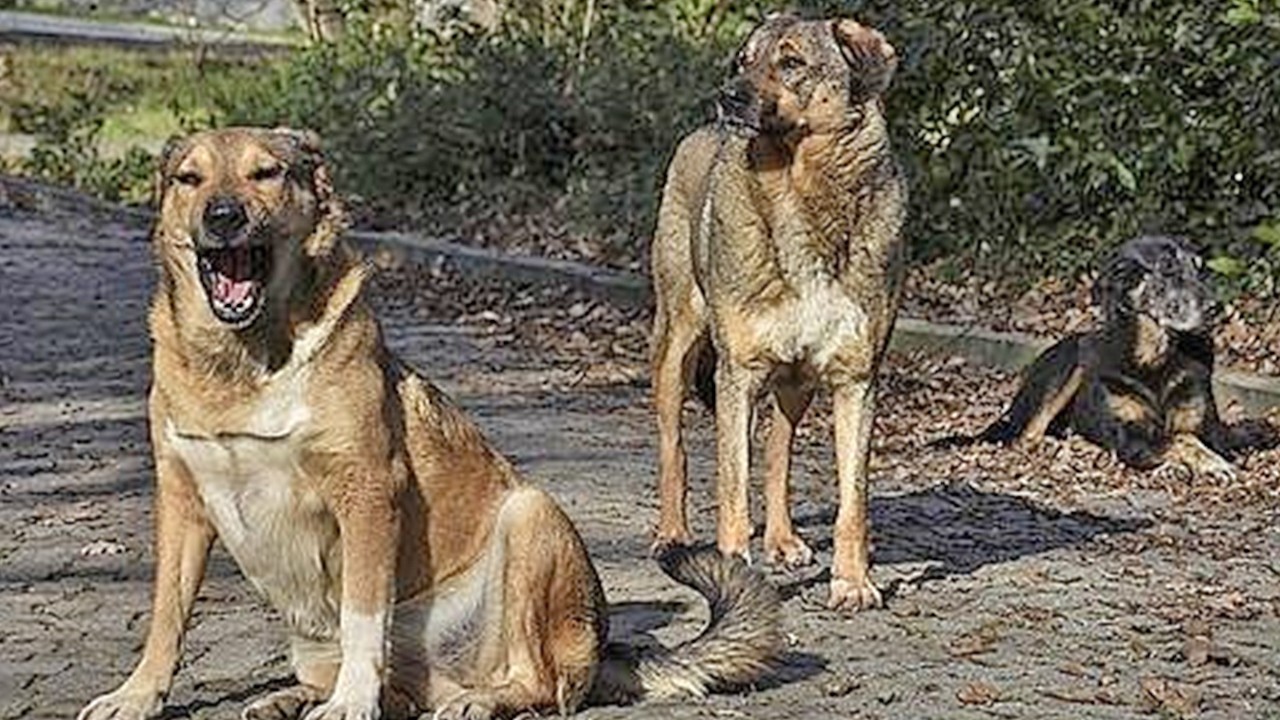 Sahipsiz köpekler barınaklara taşınıyor: İlk ciddi adım Edirne İl Özel İdaresi’nden