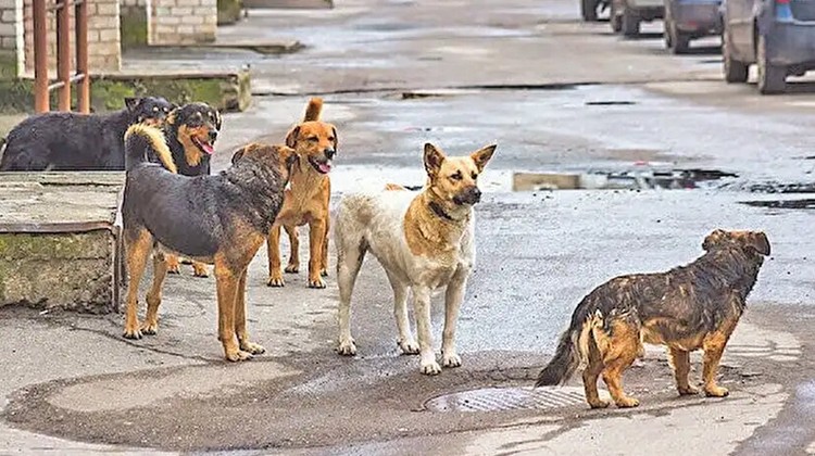 Sahipsiz köpeklerin saldırısına uğrayan 7 yaşındaki çocuk yaralandı: Yine köpek saldırısı... Megakent İstanbul sokak köpeklerinin istilasında