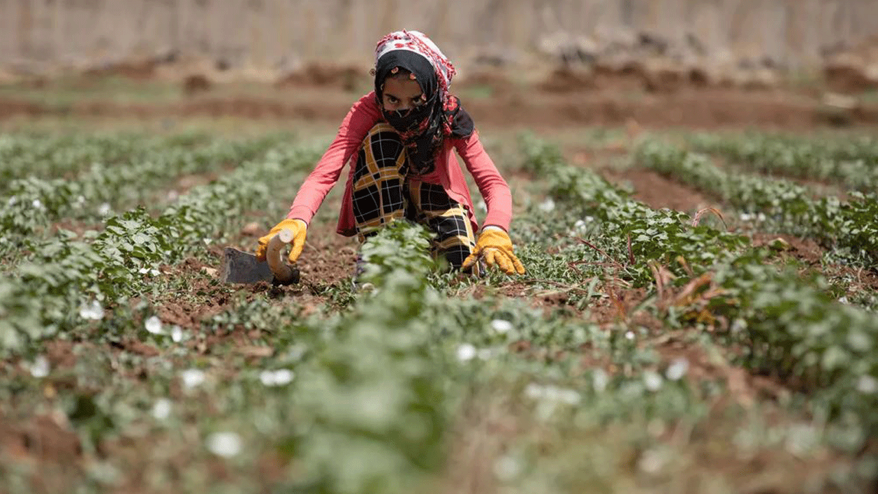 Sahte çiftçiler, 'hayali pamuk'la devletten 134 milyon lira destek almış!