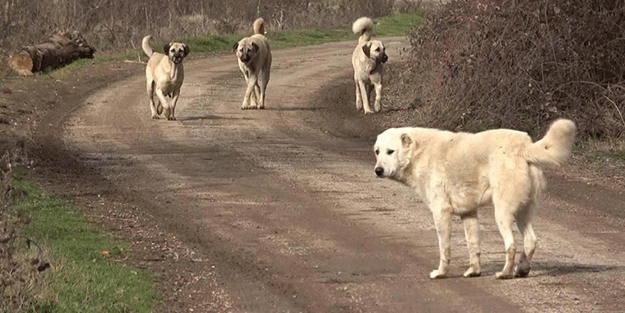 Sahtekarlık mıdır değil midir? "Köpek itlafı"ndan "112'ler kapatılıyor" yalanına
