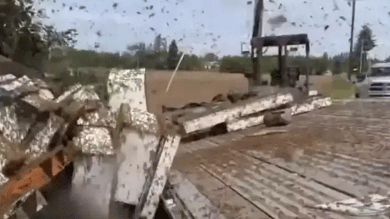 Şaka değil gerçek: 250 milyon arı firarda!