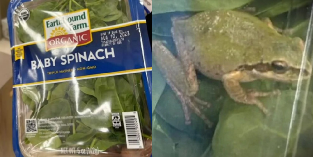 Şaka değil gerçek! Ispanak paketinin içinden kurbağa çıktı!