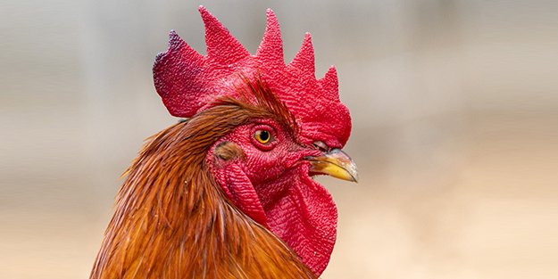 Şaka gibi olay! Horozu mahkemeye verdiler