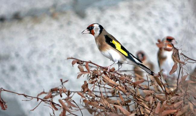 Saka kuşu avlayanlara büyük ceza
