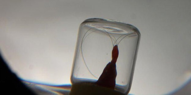 Sakal-ı Şerif özel cihazla görüntülendi