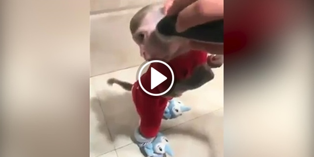 Sakal tıraşı olan maymun