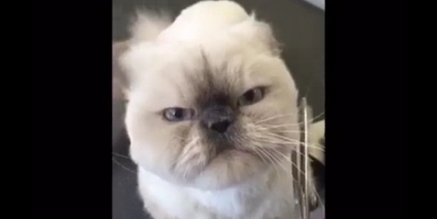 Sakal traşı olan kedi - VIDEO