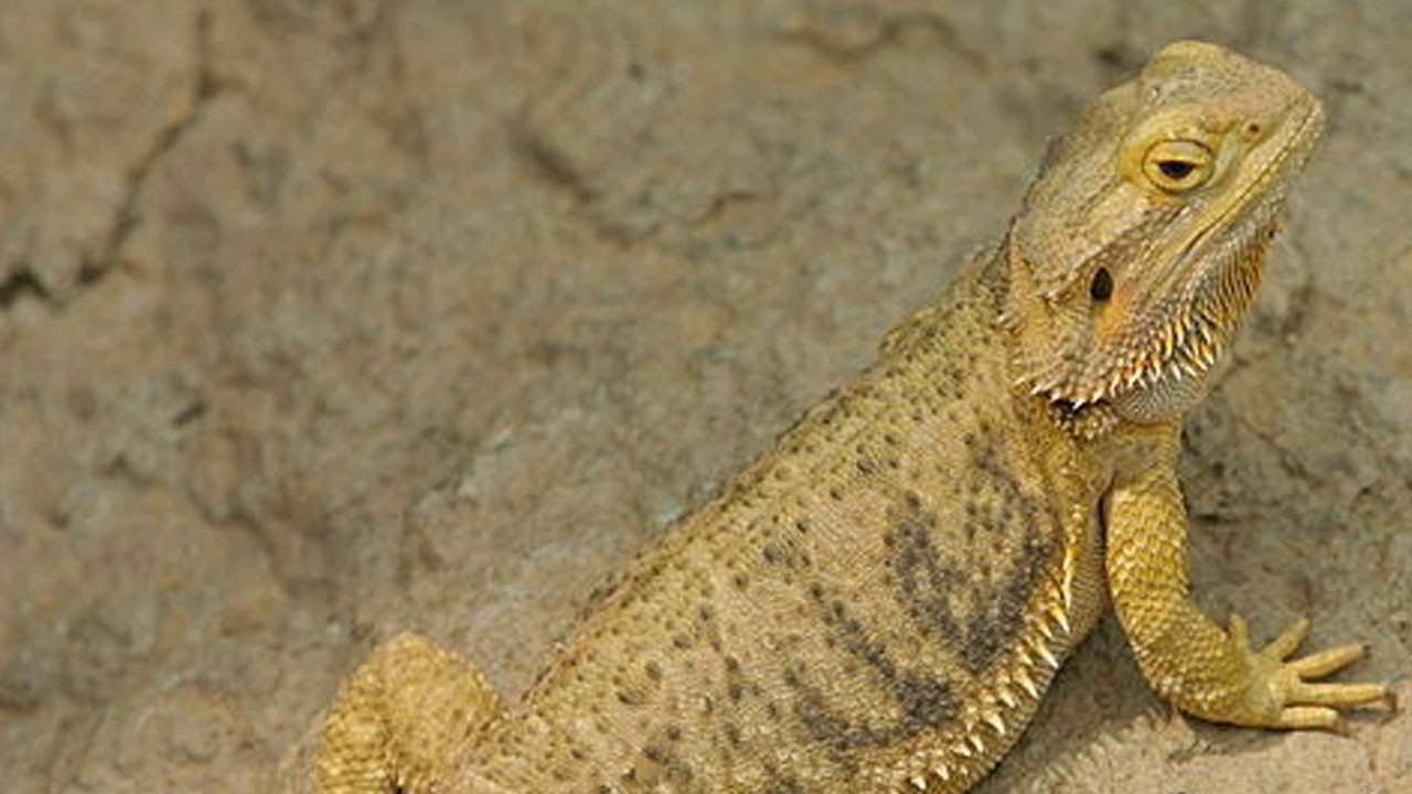 Sakallı ejder furyası! Bu hayvanı satmanın cezası 60 bin lira