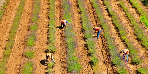 Sakarya Botanik Vadisi'nde hasat mesaisi