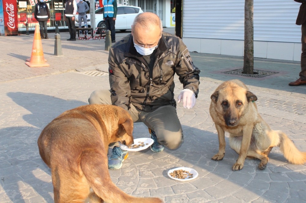 Sakarya İl Emniyet Müdürü Kaya, sokak hayvanlarını besledi 